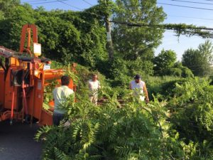 Bronx Tree Removal Services