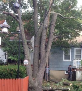 The Dangers of DIY Tree Removal