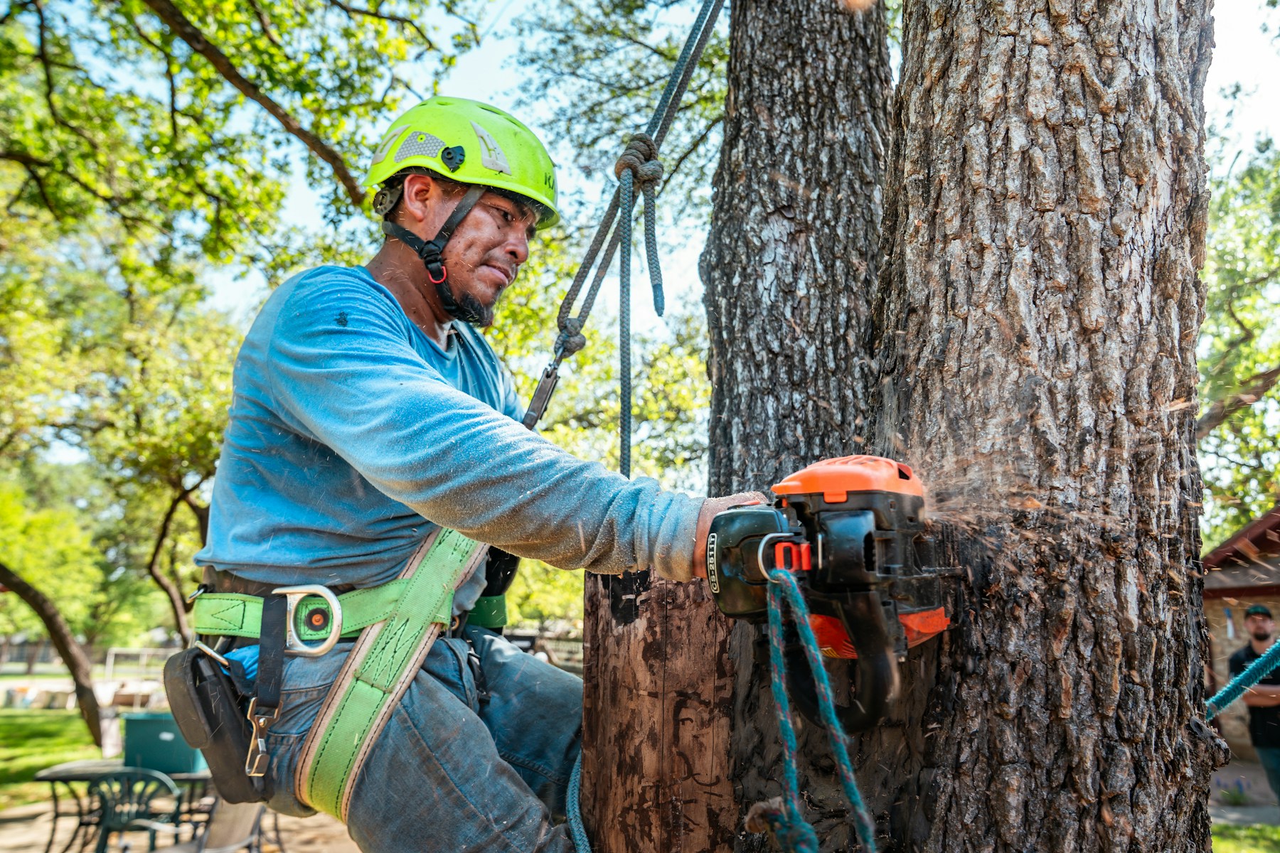 Tree specialist in a green helmet and climbing harness cutting a large tree trunk