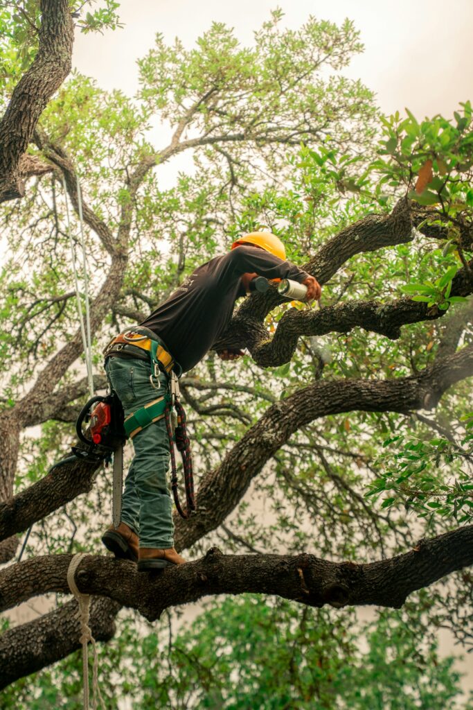 Arborist in a harness climbing and pruning the branches of a large tree