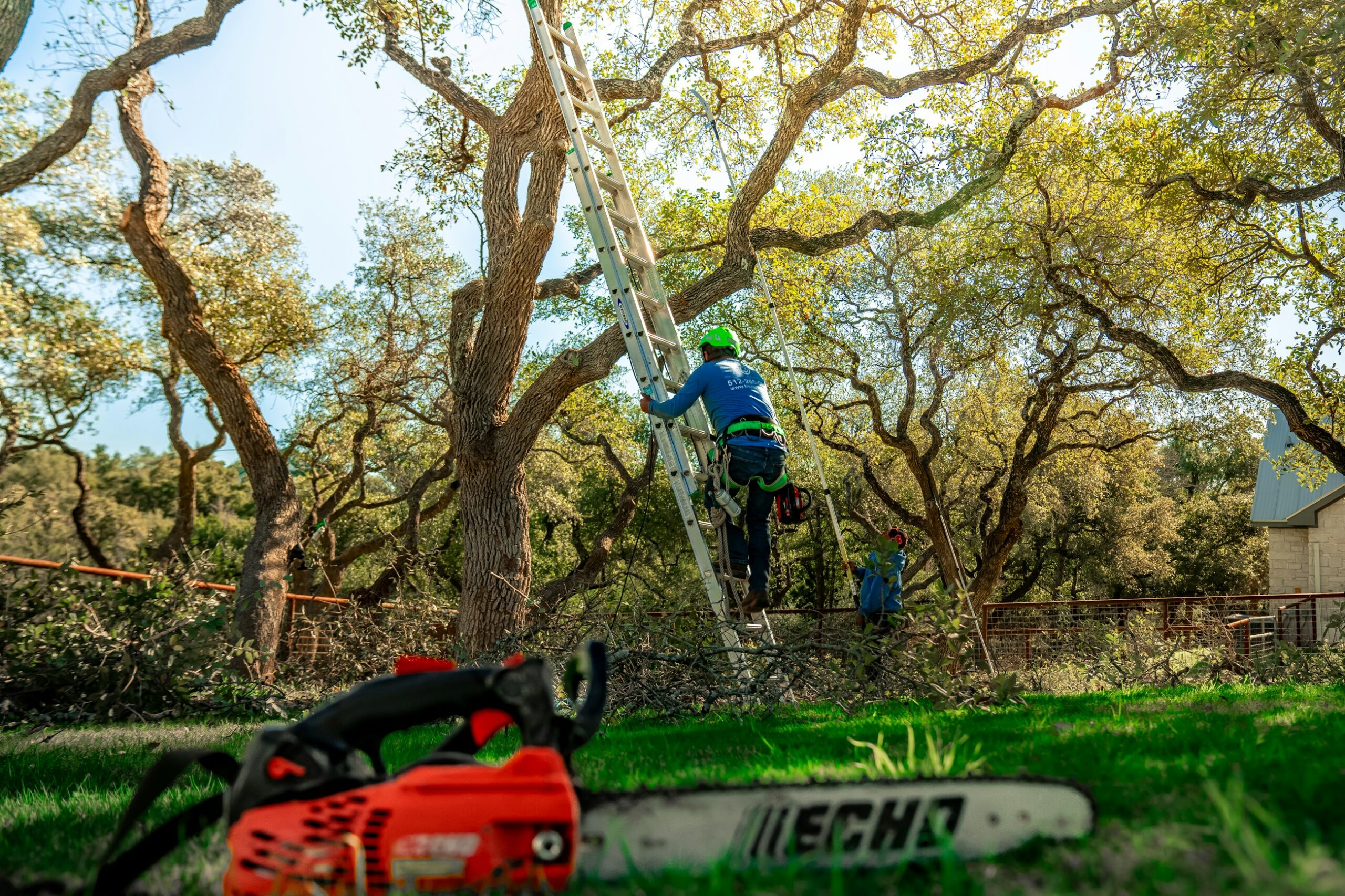 Tree specialist on a ladder trimming a large tree, with an orange chainsaw in the foreground