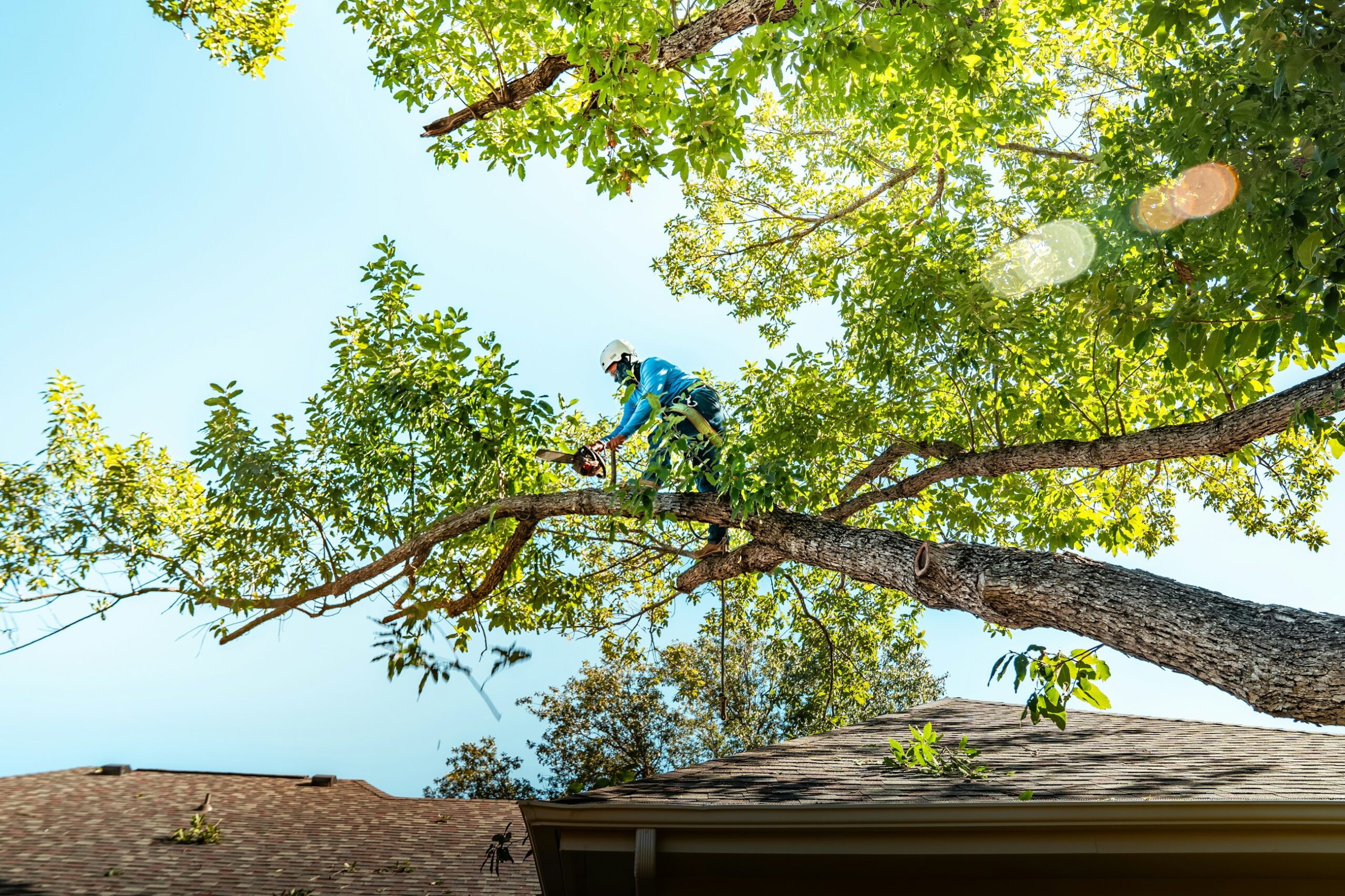 Professional arborist trimming a large tree branch above a residential roof