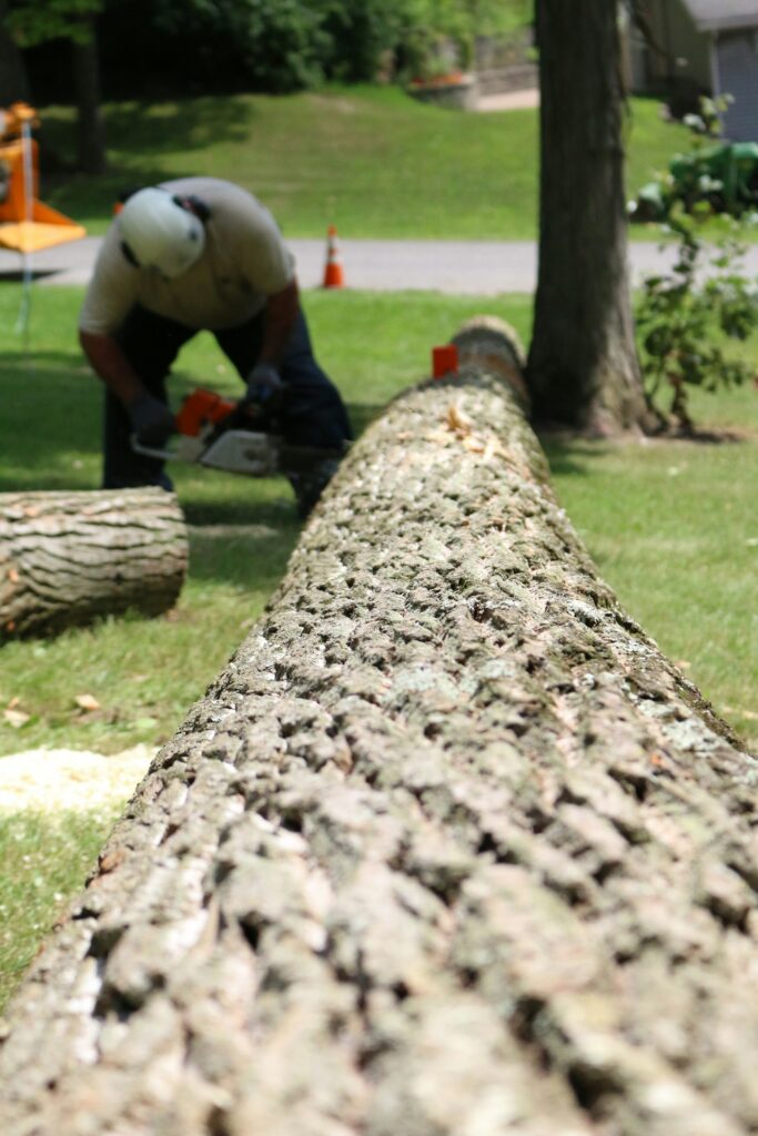 Crew member working beside a felled tree trunk after a professional tree removal