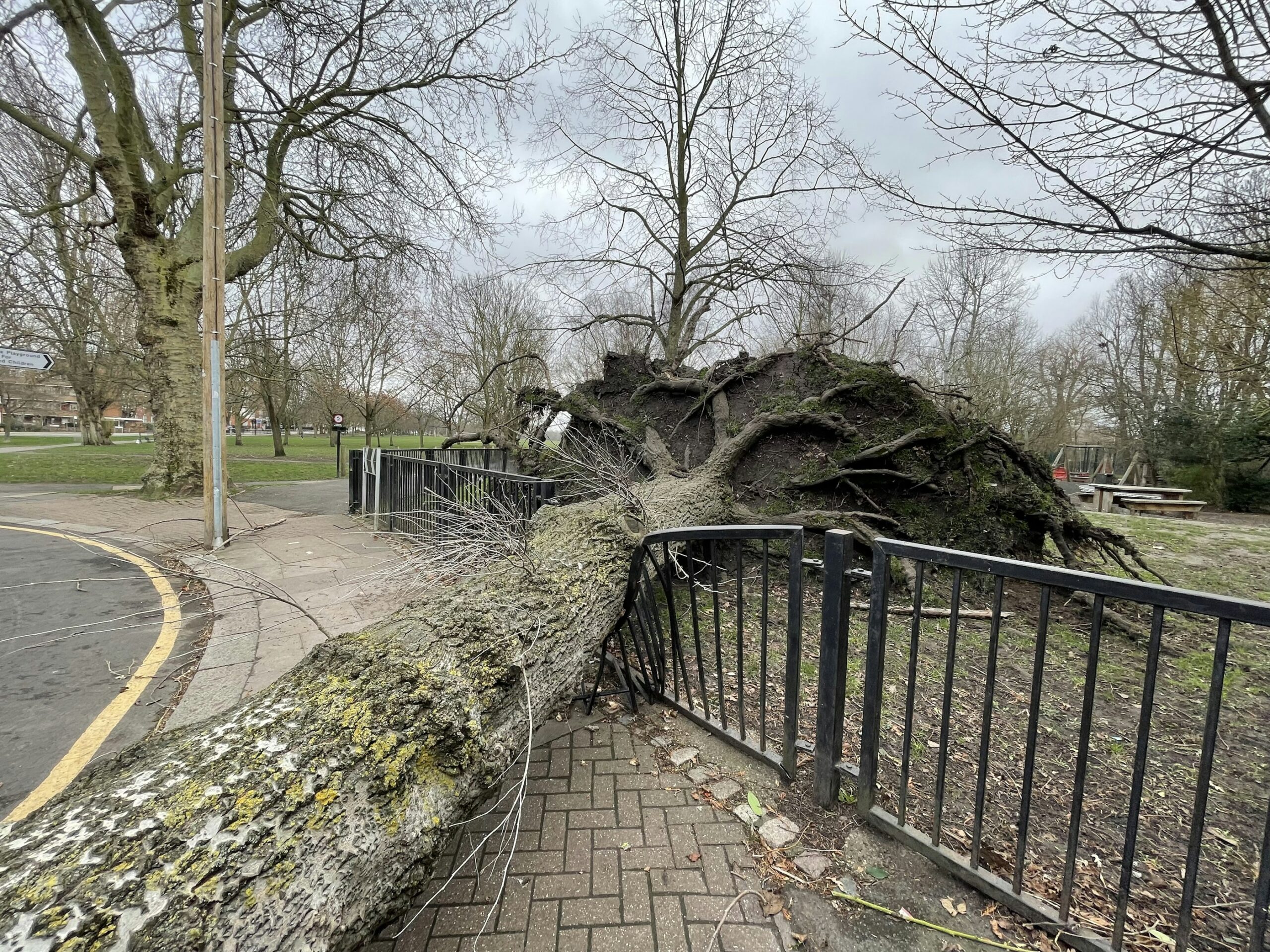 Large tree uprooted by a storm and fallen across a fence onto a city path, needing emergency removal