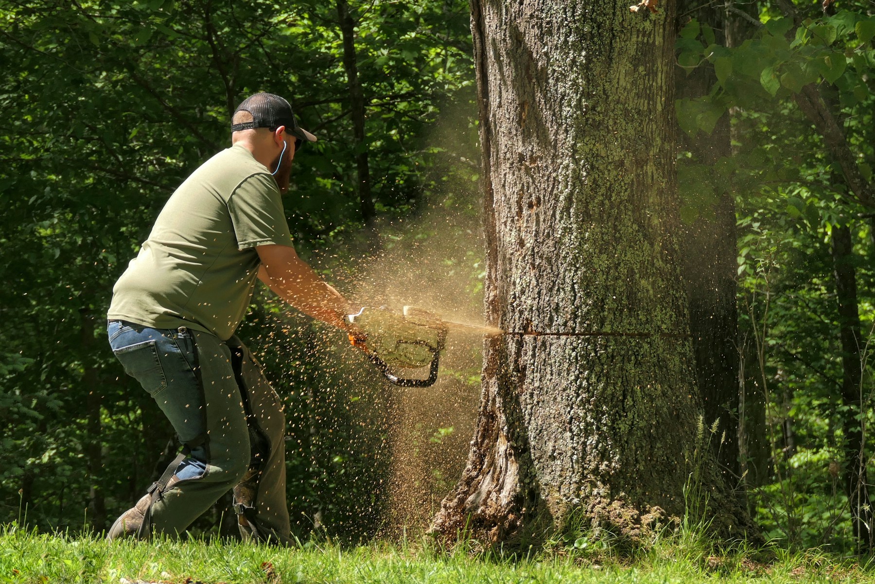 Tree specialist cutting a large tree with a chainsaw, sawdust flying